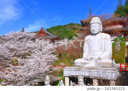 【奈良県】桜が満開の壺阪寺（桜大仏） 101261223