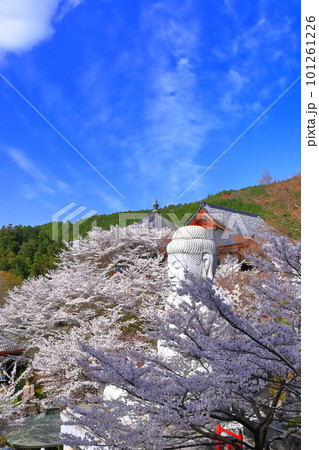 【奈良県】桜が満開の壺阪寺（桜大仏） 101261226