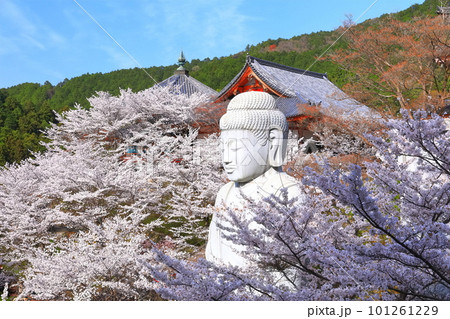 【奈良県】桜が満開の壺阪寺(桜大仏) 【奈良県】桜が満開の壺阪寺(桜大仏) 101261229