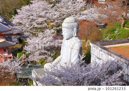 【奈良県】桜が満開の壺阪寺（桜大仏） 101261233