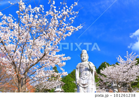 【奈良県】桜が満開の壺阪寺（大観音石像） 101261238