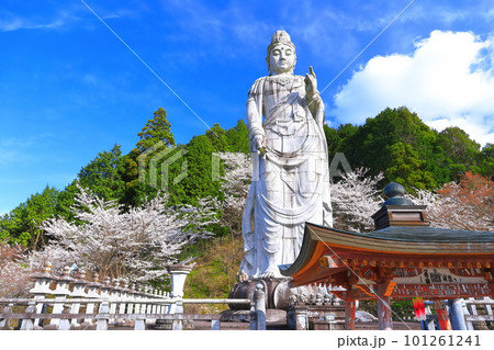 【奈良県】桜が満開の壺阪寺（大観音石像） 101261241