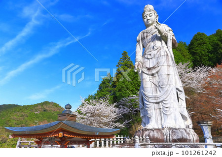 【奈良県】桜が満開の壺阪寺(大観音石像) 【奈良県】桜が満開の壺阪寺(大観音石像) 101261242