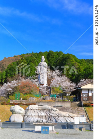 【奈良県】桜が満開の壺阪寺(大観音石像) 【奈良県】桜が満開の壺阪寺(大観音石像) 101261246