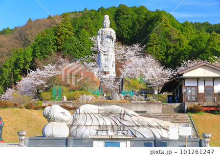 【奈良県】桜が満開の壺阪寺(大観音石像) 【奈良県】桜が満開の壺阪寺(大観音石像) 101261247