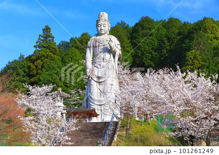 【奈良県】桜が満開の壺阪寺(大観音石像) 【奈良県】桜が満開の壺阪寺(大観音石像) 101261249