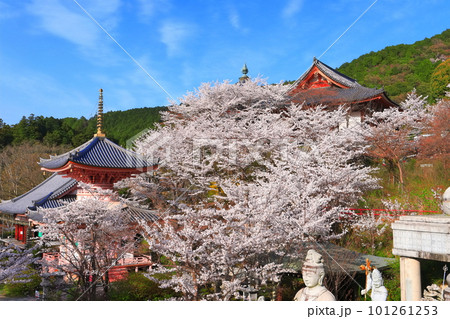 【奈良県】桜が満開の壺阪寺 【奈良県】桜が満開の壺阪寺 101261253