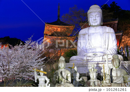 【奈良県】桜が満開の壺阪寺の夜景（桜大仏） 101261261