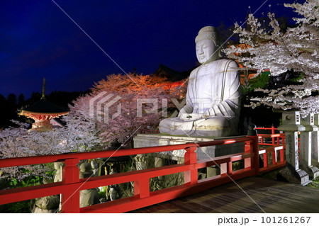 【奈良県】桜が満開の壺阪寺の夜景(桜大仏) 【奈良県】桜が満開の壺阪寺の夜景(桜大仏) 101261267