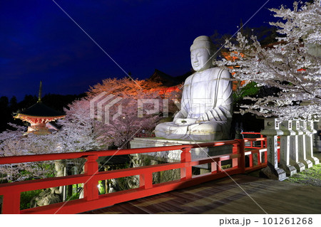 【奈良県】桜が満開の壺阪寺の夜景（桜大仏） 101261268
