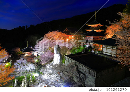 【奈良県】桜が満開の壺阪寺の夜景(桜大仏) 【奈良県】桜が満開の壺阪寺の夜景(桜大仏) 101261270