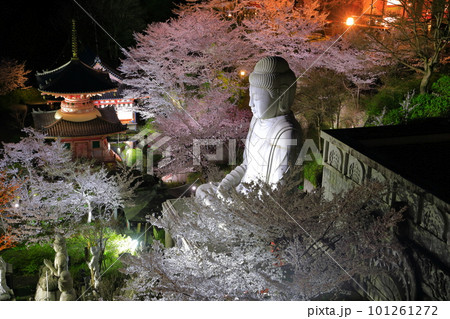 【奈良県】桜が満開の壺阪寺の夜景（桜大仏） 101261272
