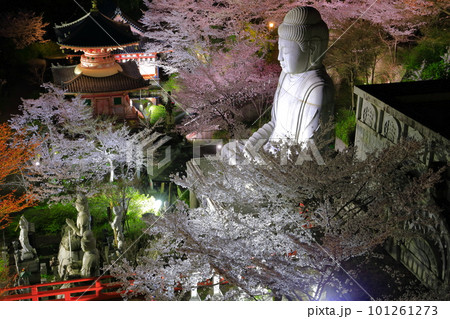 【奈良県】桜が満開の壺阪寺の夜景（桜大仏） 101261273