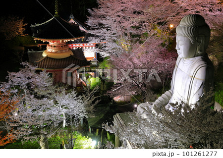 【奈良県】桜が満開の壺阪寺の夜景（桜大仏） 101261277