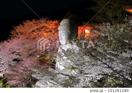 【奈良県】桜が満開の壺阪寺の夜景（桜大仏） 101261280