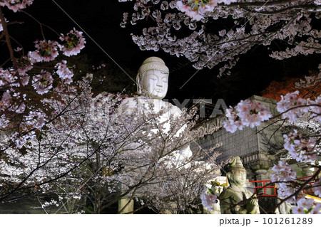 【奈良県】桜が満開の壺阪寺の夜景(桜大仏) 【奈良県】桜が満開の壺阪寺の夜景(桜大仏) 101261289