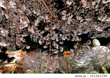 【奈良県】桜が満開の壺阪寺の夜景(桜大仏) 【奈良県】桜が満開の壺阪寺の夜景(桜大仏) 101261290