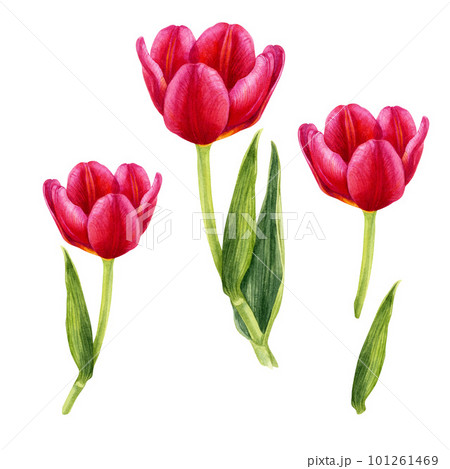 Watercolor hand drawn floral illustrations of bright pink tulips for wedding invitations, cards, birthday and mother's day gifts, stickers, banners, frames. Elements isolated on white background. 101261469