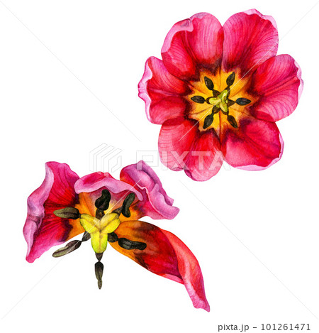 Watercolor hand drawn floral illustrations of bright pink tulips for wedding invitations, cards, birthday and mother's day gifts, stickers, banners, frames. Elements isolated on white background. 101261471