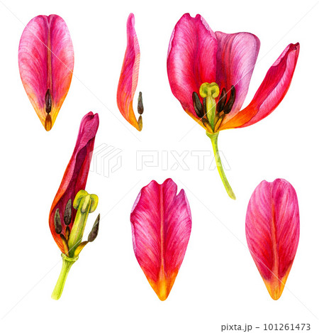 Watercolor hand drawn floral illustrations of bright pink tulips for wedding invitations, cards, birthday and mother's day gifts, stickers, banners, frames. Elements isolated on white background. 101261473