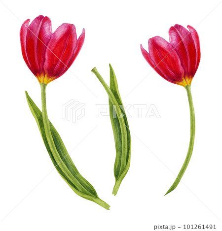 Watercolor hand drawn floral illustrations of bright pink tulips for wedding invitations, cards, birthday and mother's day gifts, stickers, banners, frames. Elements isolated on white background. 101261491