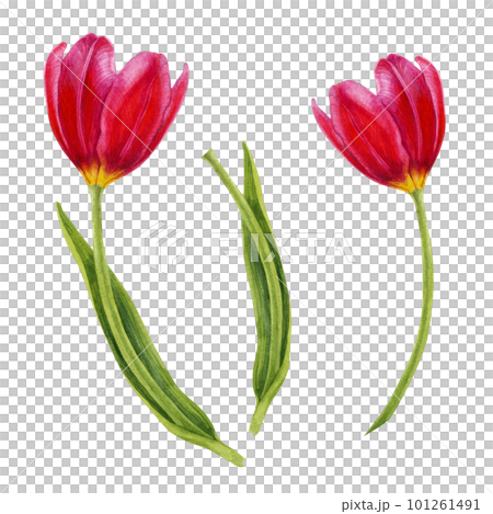 Watercolor hand drawn floral illustrations of bright pink tulips for wedding invitations, cards, birthday and mother's day gifts, stickers, banners, frames. Elements isolated on white background. 101261491