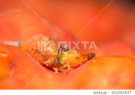 パララトレウテス・ビコルニス パララトレウテス・ビコルニス 101261637