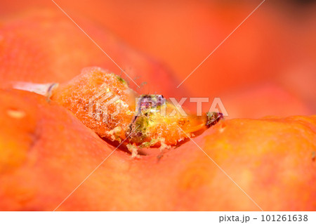 パララトレウテス・ビコルニス パララトレウテス・ビコルニス 101261638