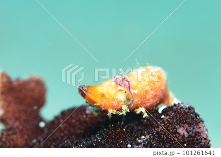 パララトレウテス・ビコルニス 101261641