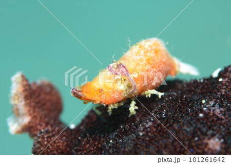 パララトレウテス・ビコルニス パララトレウテス・ビコルニス 101261642