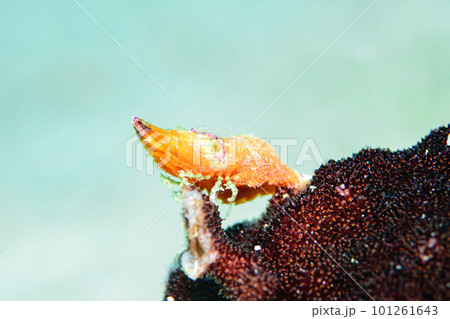 パララトレウテス・ビコルニス 101261643