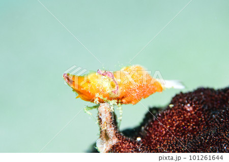 パララトレウテス・ビコルニス 101261644