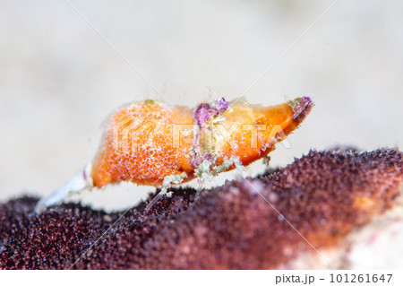 パララトレウテス・ビコルニス 101261647