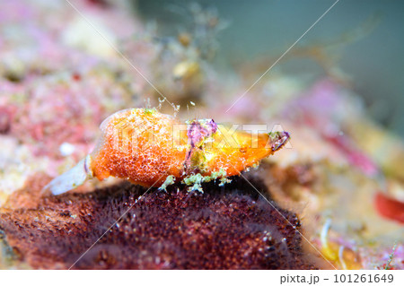 パララトレウテス・ビコルニス 101261649