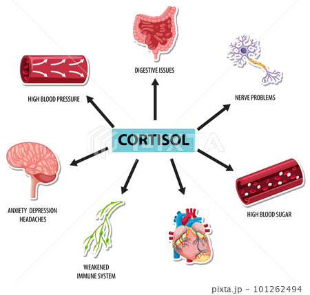 Cortisol hormone with common symptoms diagram 101262494