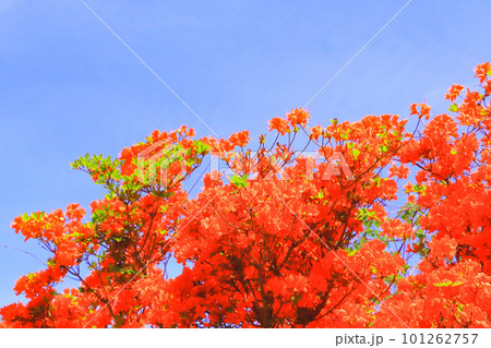 快晴の青空と満開のツツジ 101262757
