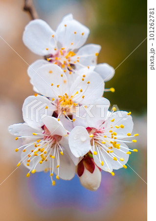 White cherry blossoms in spring. Selective focus 101262781