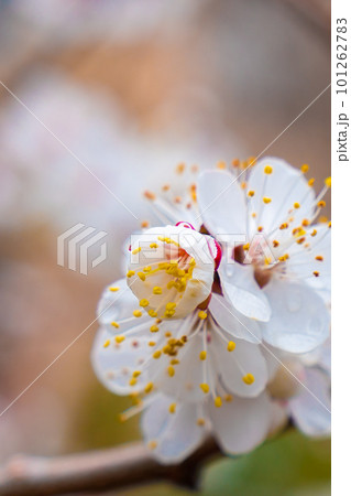 White cherry blossoms in spring. Selective focus White cherry blossoms in spring. Selective focus 101262783
