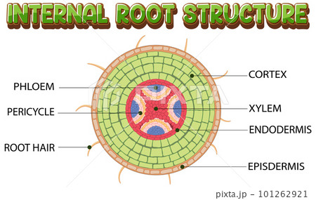 Internal structure of root diagram 101262921