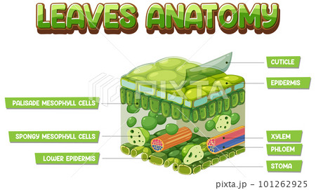 Internal structure of leaf diagram 101262925