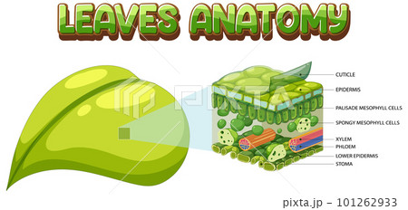 Internal structure of leaf diagram 101262933