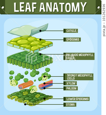 Internal structure of leaf diagram 101262936