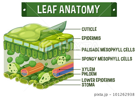 Internal structure of leaf diagram 101262938
