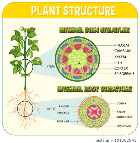 Internal structure of root diagramのイラスト素材 [101262945] - PIXTA