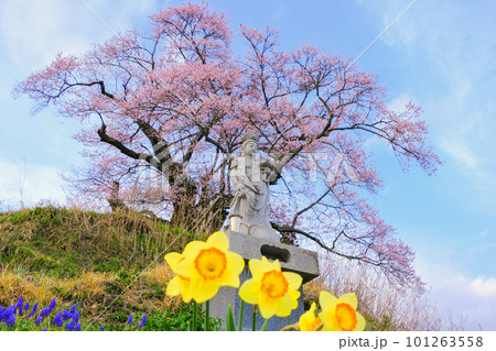 水仙とヒガンザクラ 101263558