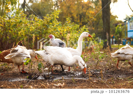 Goose drinks water. Geese. Flock of domestic geese on a green meadow. Summer green rural farm landscape. Goose in the grass, domestic bird. Out of focus Goose drinks water. Geese. Flock of domestic geese on a green meadow. Summer green rural farm landscape. Goose in the grass, domestic bird. Out of focus 101263676
