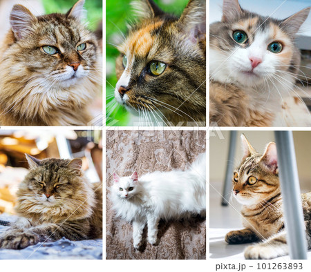 Collage of cats depicted on the banner. Pets, different emotions Collage of cats depicted on the banner. Pets, different emotions 101263893