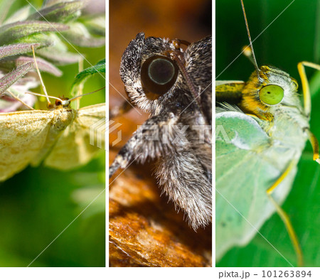 Banner compilation featuring close-up shots of diverse butterflies Banner compilation featuring close-up shots of diverse butterflies 101263894
