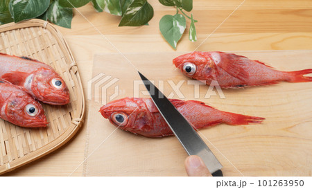 まな板の上の新鮮な魚|キチジ(キンキ)のウロコを取る イメージ まな板の上の新鮮な魚|キチジ(キンキ)のウロコを取る イメージ 101263950