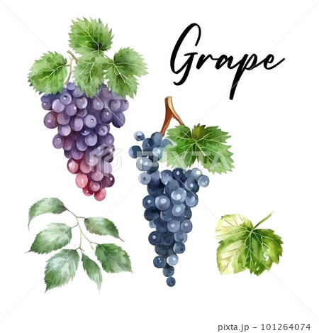 Hand drawn watercolor painting on white background. Vector illustration of fruit grapes 101264074